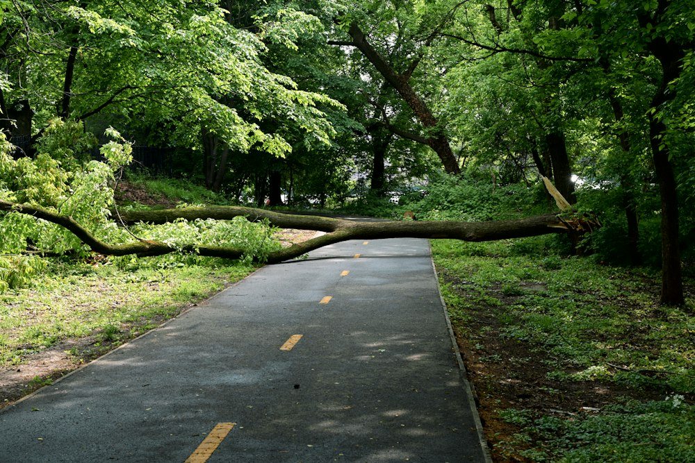 A fallen tree trunk lying across a lawn at the edge of the woods after a storm