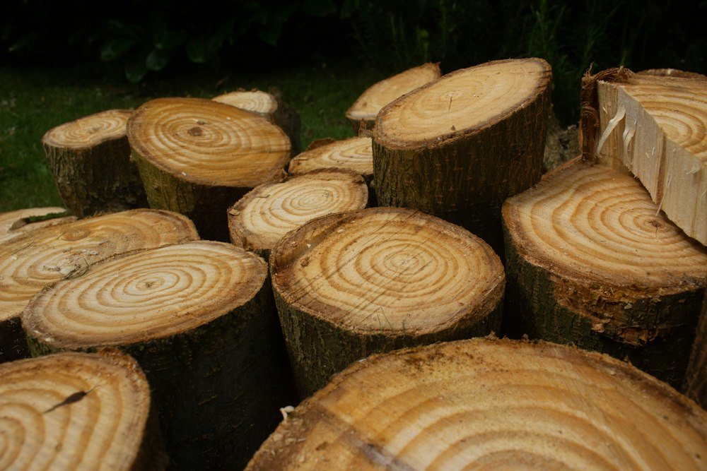 A chainsaw resting on a freshly cut log after a tree removal