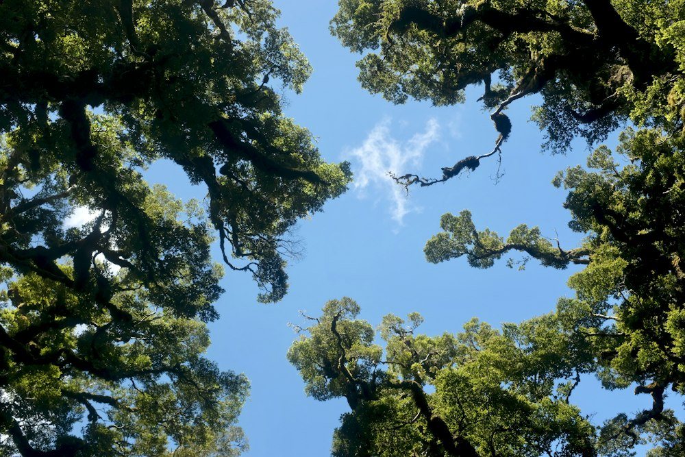 The spreading canopy of a mature oak viewed from below after pruning