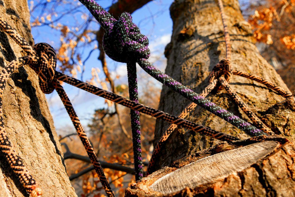 A roped-in climber sectioning a bare hardwood trunk against the sky, a cut piece swinging away on a rigging line