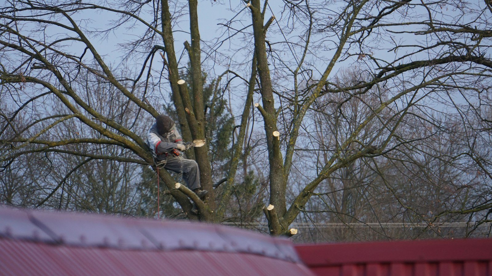 A climber roped into the trunk of a tall tree, cutting a limb inside the canopy
