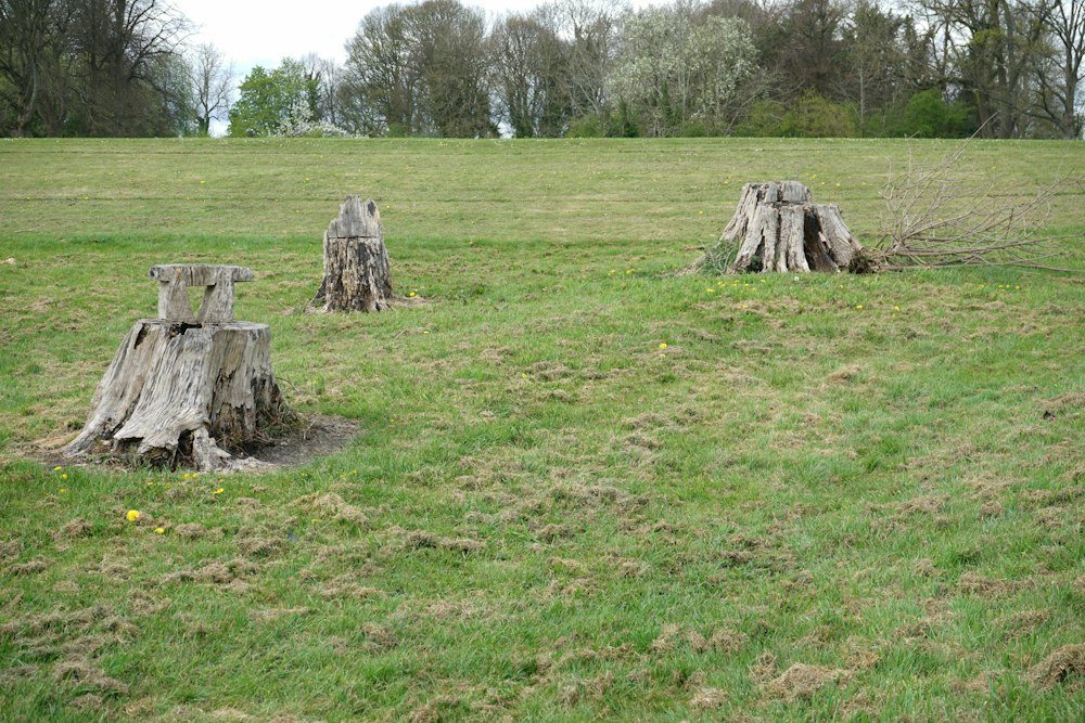 A wide cut stump left in a mowed lawn, before grinding